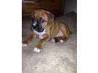 Boxer Puppy for sale in Worcester, MA, USA