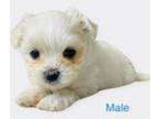 Maltese Puppy for sale in Mesa, AZ, USA