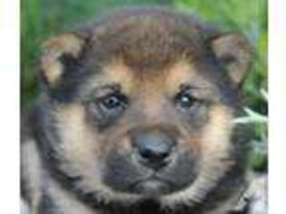 Shiba Inu Puppy for sale in DUENWEG, MO, USA