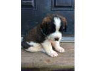 Saint Bernard Puppy for sale in Greencastle, PA, USA