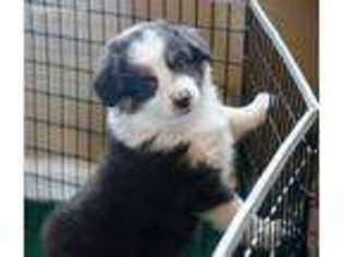 Miniature Australian Shepherd Puppy for sale in Phoenix, AZ, USA