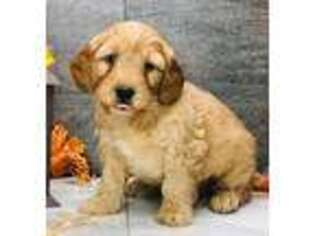 Goldendoodle Puppy for sale in Loudonville, OH, USA