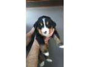Bernese Mountain Dog Puppy for sale in Hummelstown, PA, USA