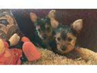 Yorkshire Terrier Puppy for sale in Tyler, TX, USA