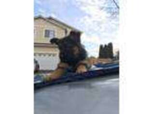 German Shepherd Dog Puppy for sale in Troutdale, OR, USA