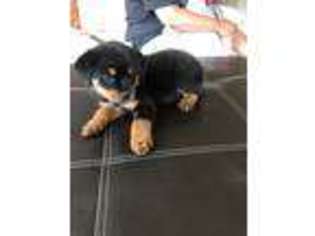 Rottweiler Puppy for sale in Raeford, NC, USA