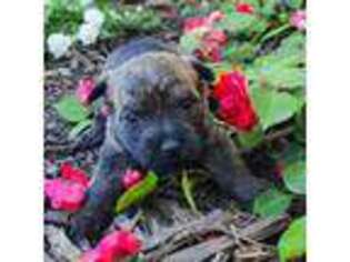 Cairn Terrier Puppy for sale in Auburn, NE, USA