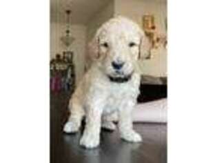 Goldendoodle Puppy for sale in Wellington, CO, USA