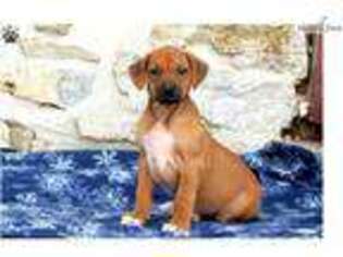 Rhodesian Ridgeback Puppy for sale in Lancaster, PA, USA