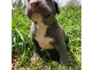 Staffordshire Bull Terrier Puppy for sale in Kannapolis, NC, USA