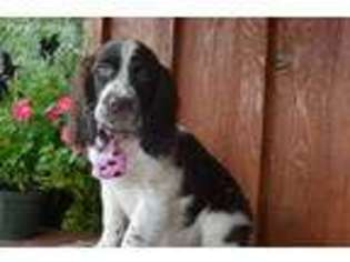 English Springer Spaniel Puppy for sale in Smethport, PA, USA