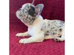French Bulldog Puppy for sale in Hollywood, FL, USA