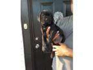 Cane Corso Puppy for sale in Herington, KS, USA