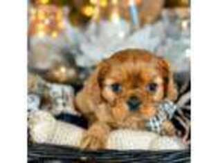 Cavalier King Charles Spaniel Puppy for sale in Oakdale, CA, USA
