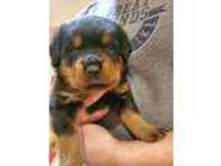 Rottweiler Puppy for sale in Whitestone, NY, USA