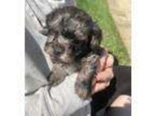 Havanese Puppy for sale in Platteville, WI, USA