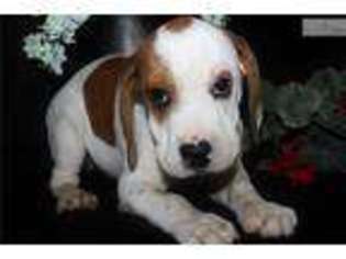 Beabull Puppy for sale in Jonesboro, AR, USA