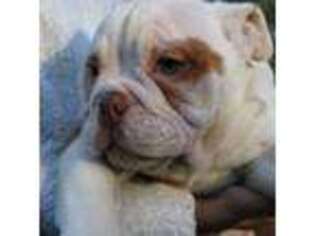 Olde English Bulldogge Puppy for sale in Springfield, MA, USA