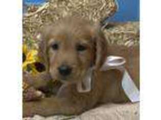 Golden Retriever Puppy for sale in Sawyer, OK, USA