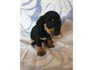 Dachshund Puppy for sale in Navarre, OH, USA
