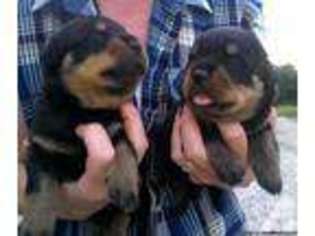 Rottweiler Puppy for sale in LIVINGSTON, TN, USA