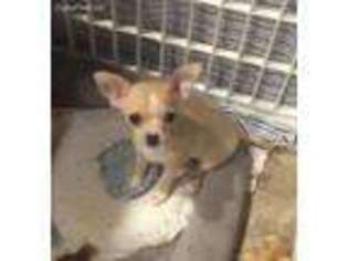 Chihuahua Puppy for sale in Menomonie, WI, USA