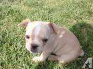 French Bulldog Puppy for sale in ROSWELL, NM, USA