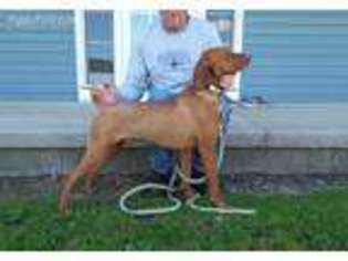 Vizsla Puppy for sale in Erie, PA, USA