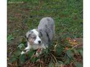 Australian Shepherd Puppy for sale in Lebanon, PA, USA