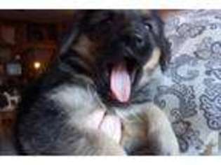 German Shepherd Dog Puppy for sale in LIBERTY CENTER, OH, USA