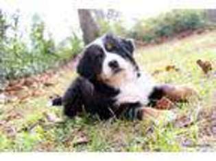 Bernese Mountain Dog Puppy for sale in Wagener, SC, USA