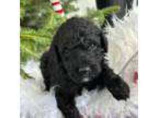 Goldendoodle Puppy for sale in Palm Beach, FL, USA