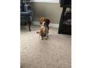 Beagle Puppy for sale in Chesapeake, VA, USA