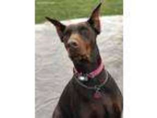 Doberman Pinscher Puppy for sale in Shelby, OH, USA