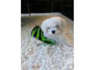 Maltese Puppy for sale in BOTHELL, WA, USA