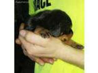 Doberman Pinscher Puppy for sale in Mishawaka, IN, USA