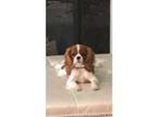 Cavalier King Charles Spaniel Puppy for sale in Sioux Falls, SD, USA