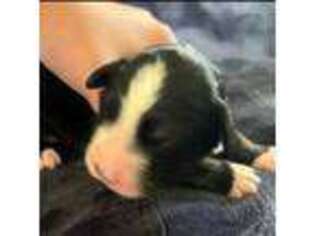 Bernese Mountain Dog Puppy for sale in Fayetteville, GA, USA
