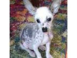 Chinese Crested Puppy for sale in Boynton Beach, FL, USA