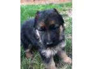 German Shepherd Dog Puppy for sale in Sandy, OR, USA