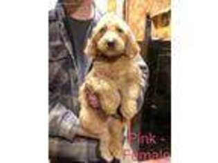 Goldendoodle Puppy for sale in Cloverdale, OH, USA