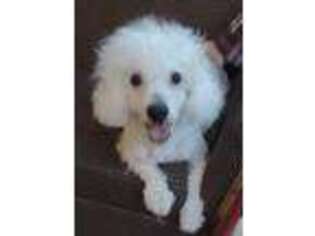 Bichon Frise Puppy for sale in Princeton, IN, USA