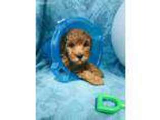 Goldendoodle Puppy for sale in Batavia, NY, USA