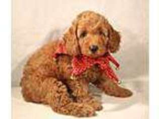 Goldendoodle Puppy for sale in Orange, TX, USA