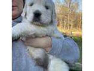 Golden Retriever Puppy for sale in Sandhill, MS, USA