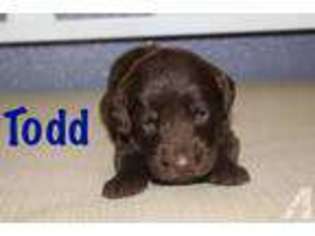 Labradoodle Puppy for sale in BASTROP, LA, USA