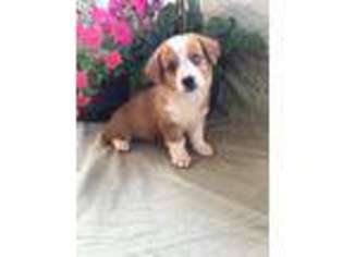 Medium Photo #1 Pembroke Welsh Corgi Puppy For Sale in Neosho, MO, USA