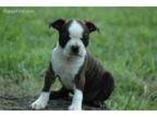 Boston Terrier Puppy for sale in Argyle, WI, USA