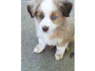 Miniature Australian Shepherd Puppy for sale in Pierce, CO, USA