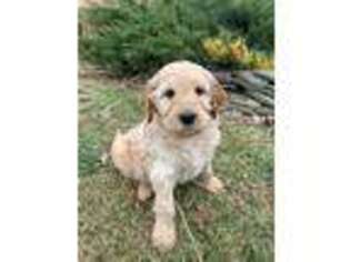 Goldendoodle Puppy for sale in Shippensburg, PA, USA